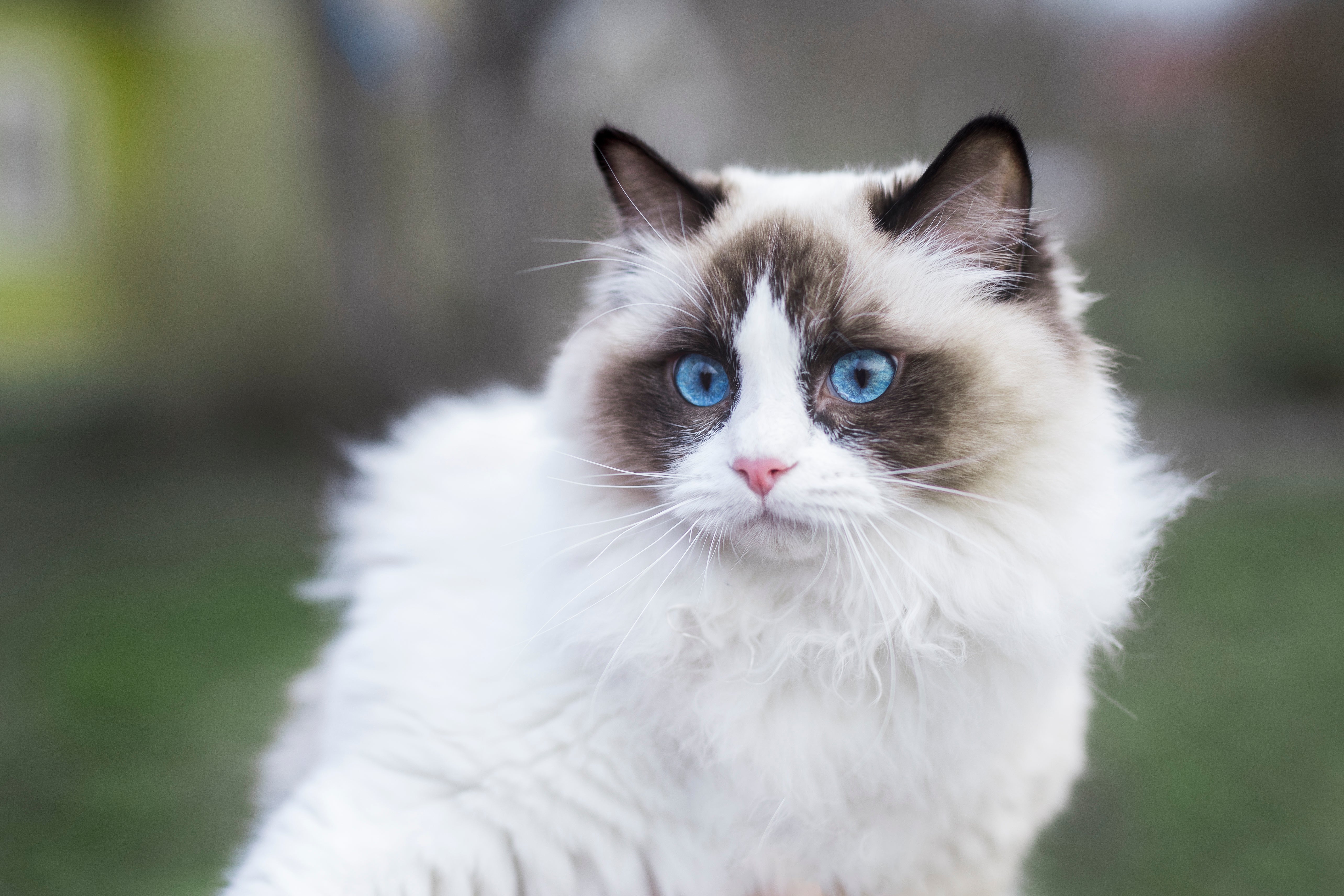 Ragdoll Cat Breed Adoption Information Petfinder